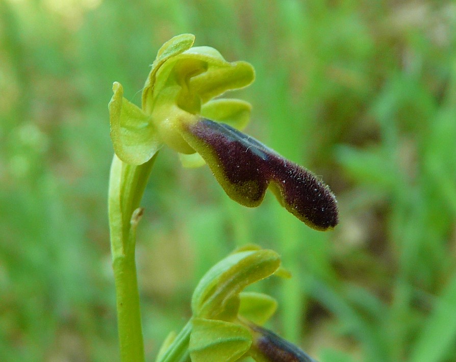 Ophrys fusca